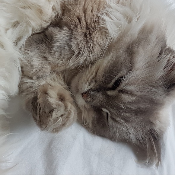 Meet your Posher, Alex - Picture 2 of 2